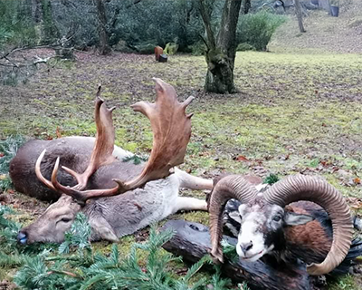 Caccia in Ungheria - Muflone